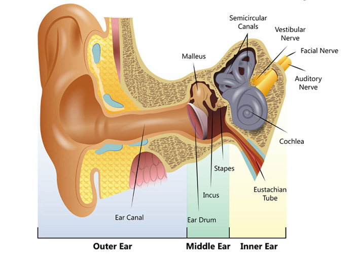 most common diseases of the ear