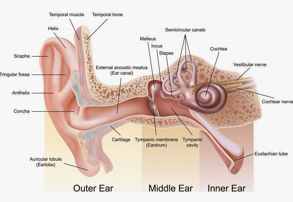 The ear: structure and functions - Blog of Kiversal