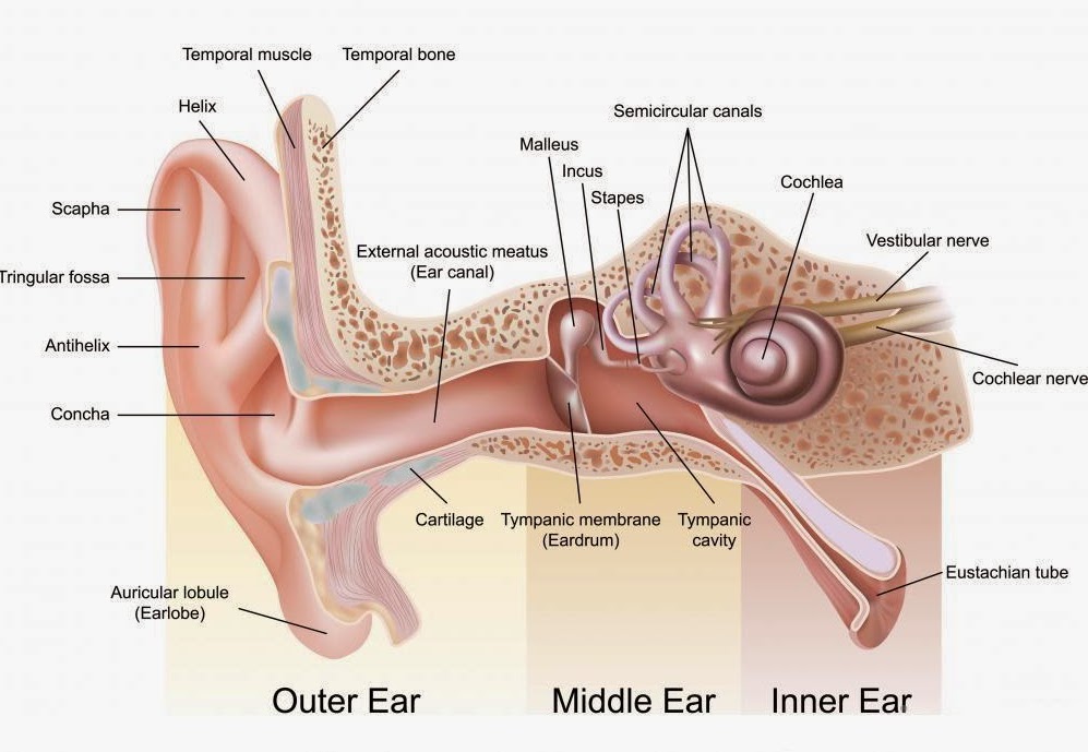 parts of the ear diagram