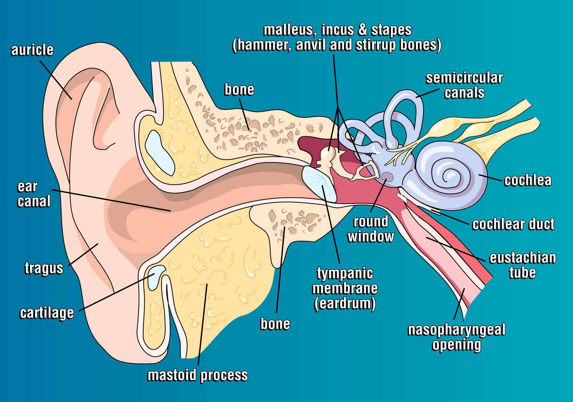 eustachian-tube-auditory-tube-anatomy-and-function-getbodysmart