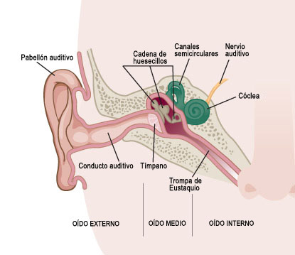 Partes del sistema auditivo
