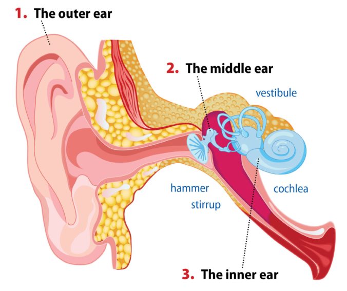 Diagram Of The Ear Part 676x567 