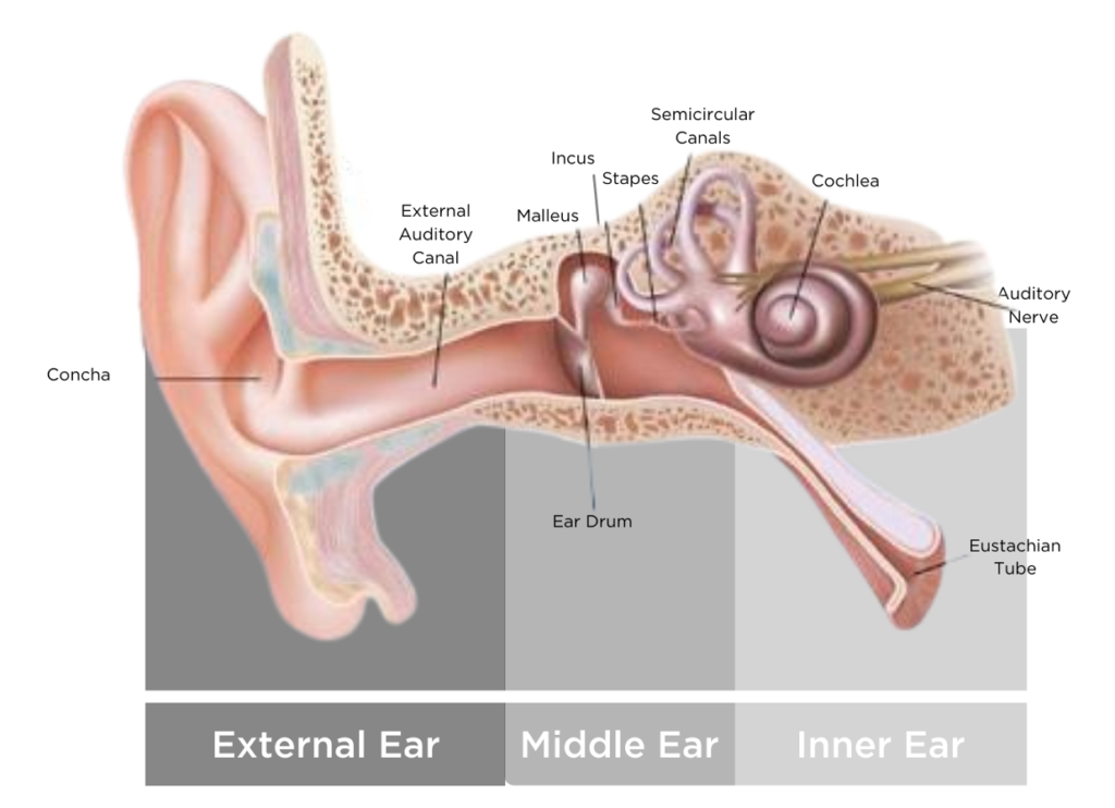 Structure of the ear